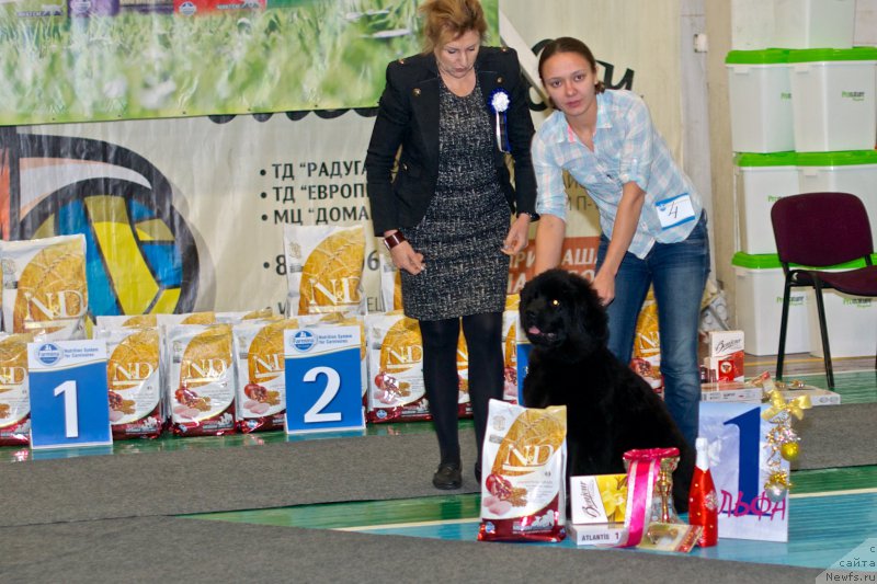 Фото: Kseniya Naumova (Ксения Наумова), ньюфаундленд Cintiya iz Plemeni Kedra (Цинтия из Племени Кедра)