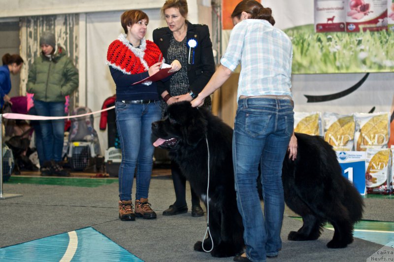 Фото: Kseniya Naumova (Ксения Наумова), ньюфаундленд Goryachiy Poceluy iz Arkaima (Горячий Поцелуй из Аркаима)