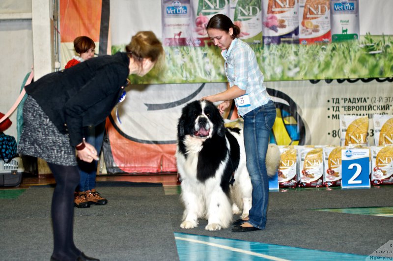 Фото: Kseniya Naumova (Ксения Наумова), ньюфаундленд Fluffy Avalanch Surpassing All Expektations (Флюфи Аваланч Сурпассинг Алл Експестатионс)