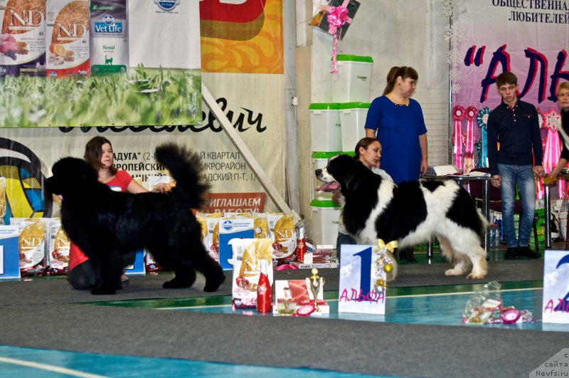 Фото: ньюфаундленд Super Premium Olimpius Inferno (Супер Премиум Олимпиус Инферно), ньюфаундленд Fluffy Avalanch Surpassing All Expektations (Флюфи Аваланч Сурпассинг Алл Експестатионс)