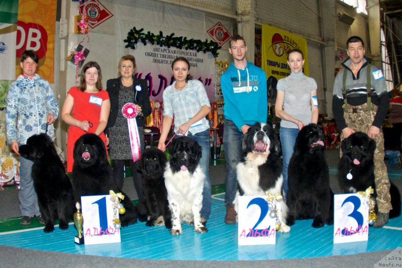 Фото: ньюфаундленд Diamant Toy Er Nafanya iz Narnii (Диамант Той Ер Нафаня из Нарнии), ньюфаундленд Super Premium Olimpius Inferno (Супер Премиум Олимпиус Инферно), ньюфаундленд Cintiya iz Plemeni Kedra (Цинтия из Племени Кедра), ньюфаундленд Fluffy Avalanche Civilization (Флюфи Аваланч Цивилизация), ньюфаундленд Fluffy Avalanch Surpassing All Expektations (Флюфи Аваланч Сурпассинг Алл Експестатионс), ньюфаундленд Drevnyaya Civilizaciya iz Arkaima (Древняя Цивилизация из Аркаима), ньюфаундленд Goryachiy Poceluy iz Arkaima (Горячий Поцелуй из Аркаима)