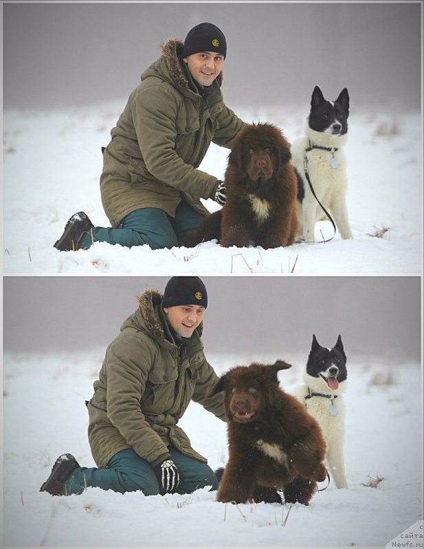 Фото: ньюфаундленд Brownblood MSK Abrams-Strong (Браунблад МСК Абрамс-Стронг)