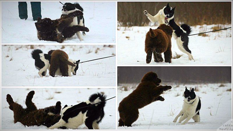 Фото: ньюфаундленд Brownblood MSK Abrams-Strong (Браунблад МСК Абрамс-Стронг)