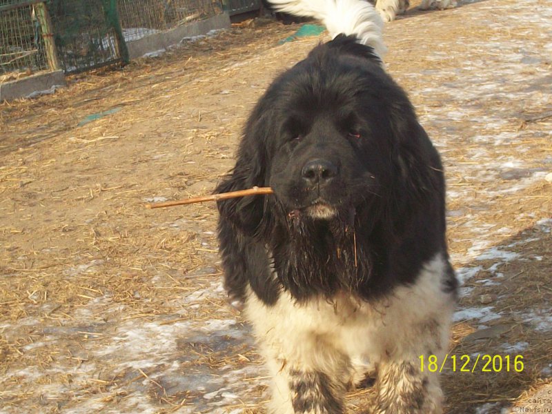 Фото: ньюфаундленд Selin Dion (Селин Дион)