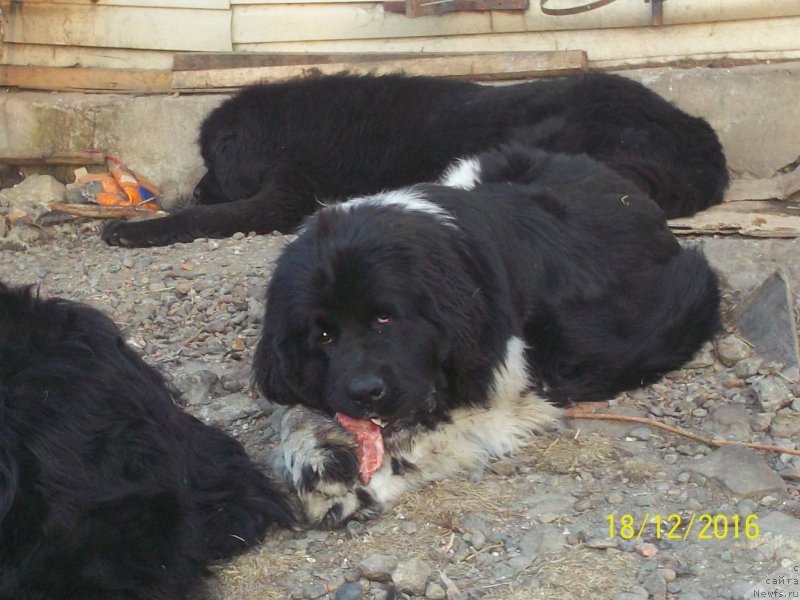 Фото: ньюфаундленд Selin Dion (Селин Дион)