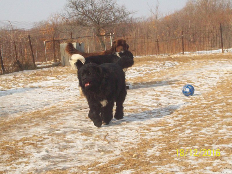 Фото: ньюфаундленд Stepan Razin (Степан Разин)