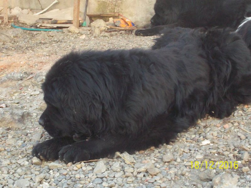 Фото: ньюфаундленд Vito Kacho Ferl (Вито Качо Ферл)