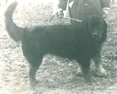 Фото: ньюфаундленд Djey Glen Terra Nova (Джей Глен Терра Нова)