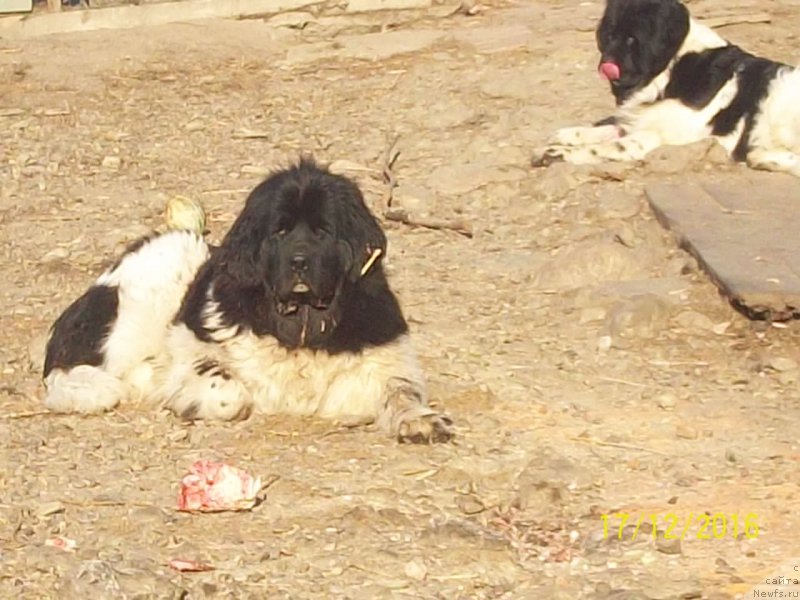 Фото: ньюфаундленд Selin Dion (Селин Дион)