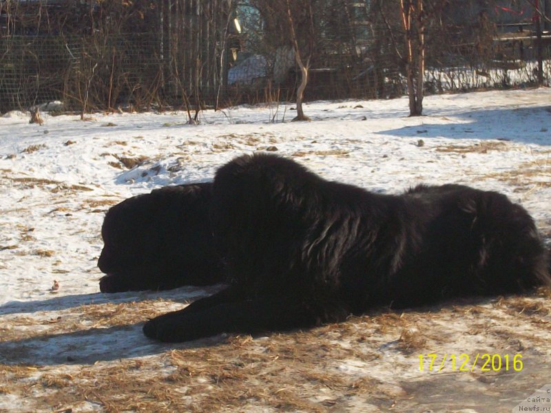 Фото: ньюфаундленд Super Premium Liniel Daylirring (Супер Премиум Линиэль Дайлиррин), ньюфаундленд Viktorius Smayl (Викториус Смайл)