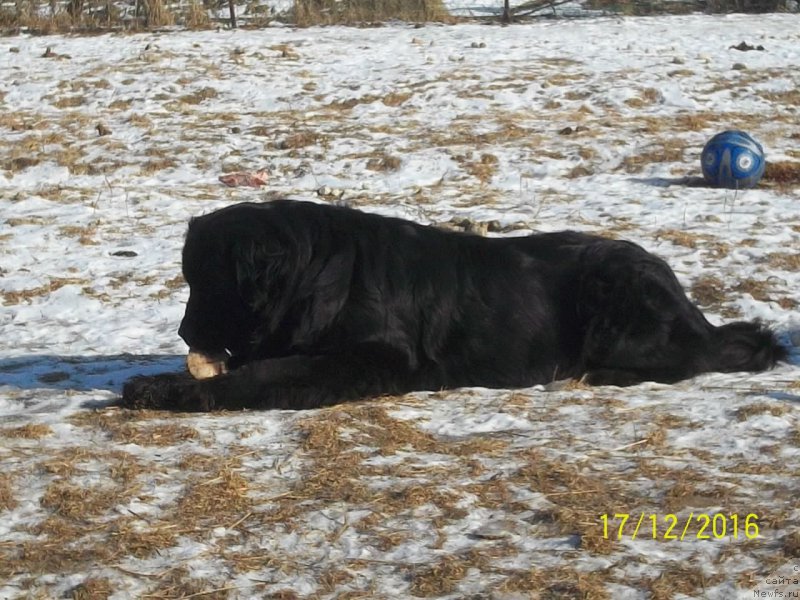 Фото: ньюфаундленд Viktorius Smayl (Викториус Смайл)