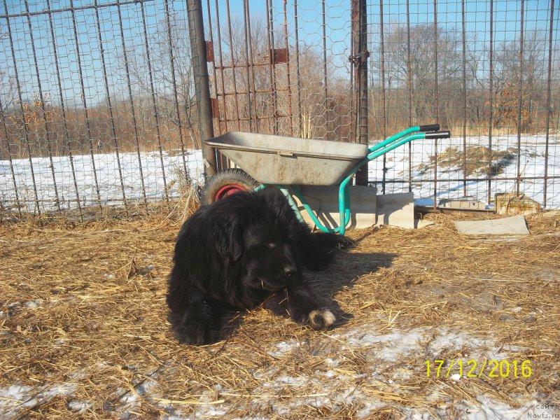 Фото: ньюфаундленд Stepan Razin (Степан Разин)