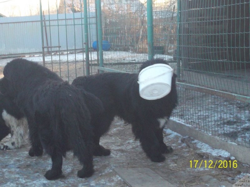 Фото: ньюфаундленд Stepan Razin (Степан Разин)