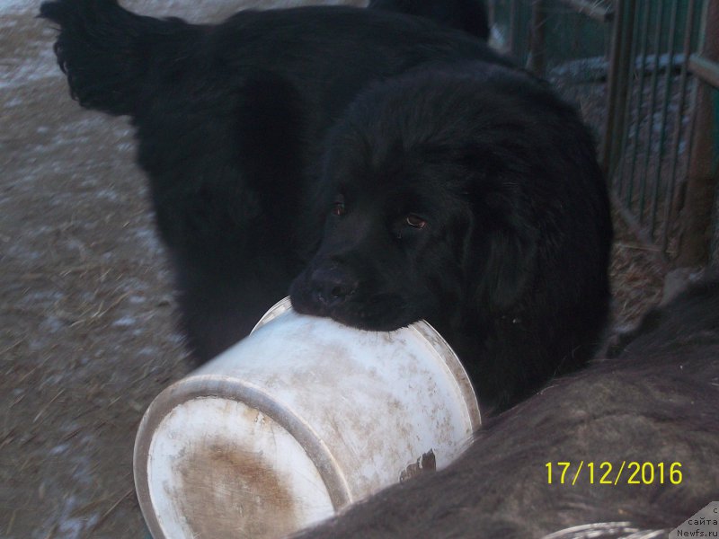 Фото: ньюфаундленд Stepan Razin (Степан Разин)