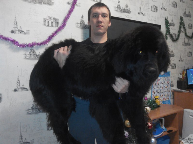 Фото: ньюфаундленд Braunblad MSK Betani YEys (Браунблад МСК Бетани Эйс)