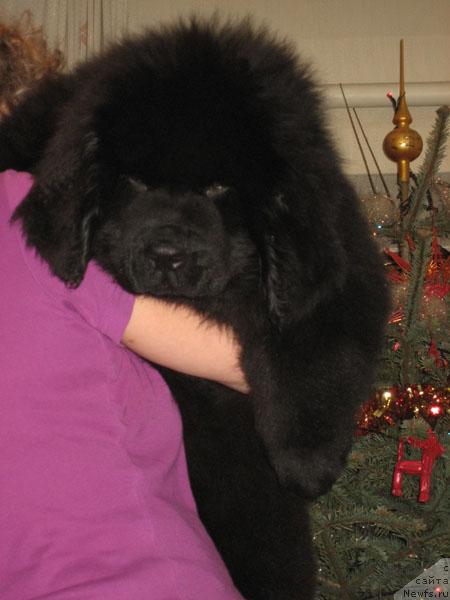 Фото: ньюфаундленд Mitrofan s Berega Dona (Митрофан с Берега Дона)