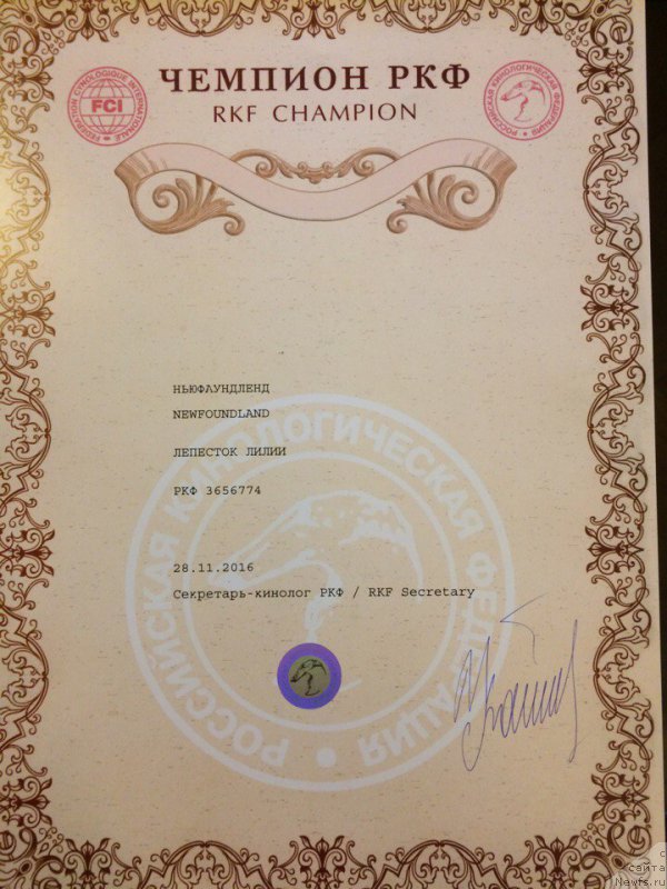 Фото: ньюфаундленд Lepestok Lilii (Лепесток Лилии)