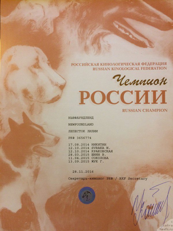 Фото: ньюфаундленд Lepestok Lilii (Лепесток Лилии)