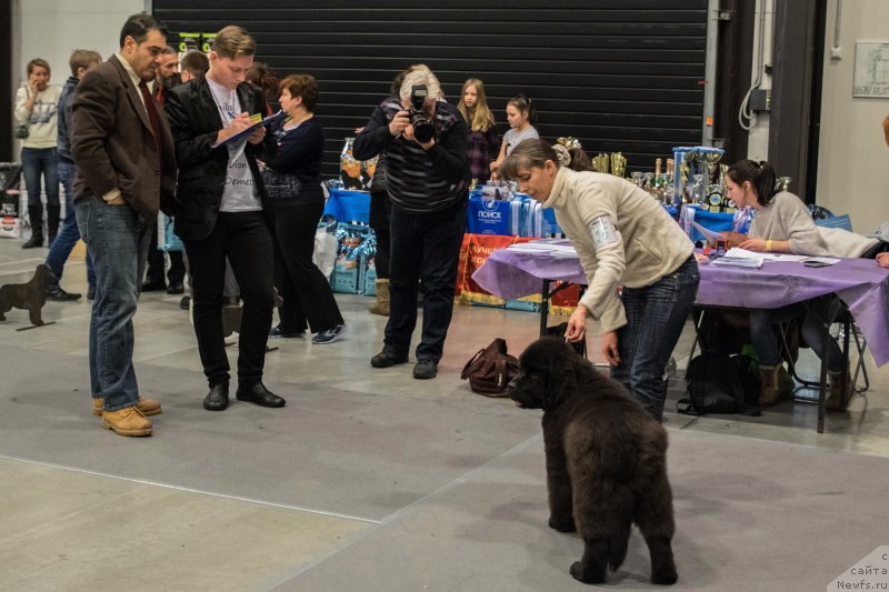 Фото: ньюфаундленд Chernaya Mafia Because I Am Worth It (Черная Мафия Бекаусе И Ам Вортх Ит)