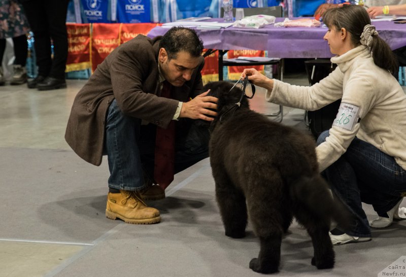 Фото: ньюфаундленд Chernaya Mafia Because I Am Worth It (Черная Мафия Бекаусе И Ам Вортх Ит)