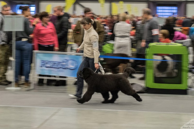 Фото: ньюфаундленд Chernaya Mafia Because I Am Worth It (Черная Мафия Бекаусе И Ам Вортх Ит)