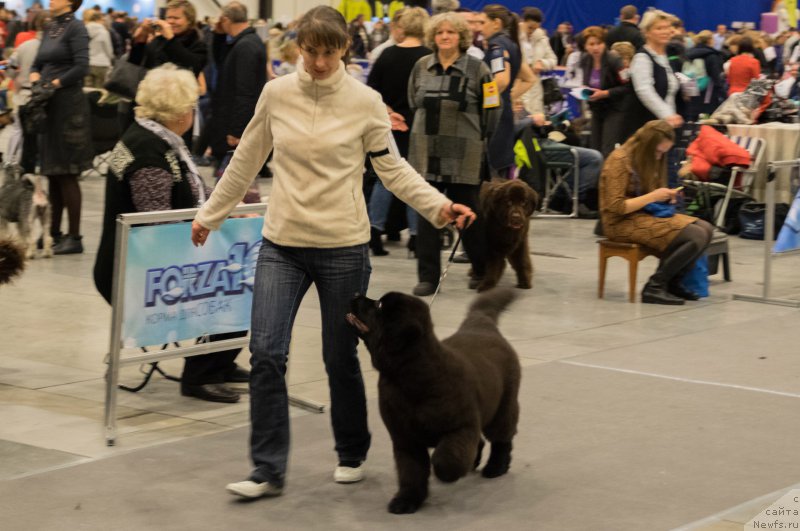 Фото: ньюфаундленд Chernaya Mafia Because I Am Worth It (Черная Мафия Бекаусе И Ам Вортх Ит)