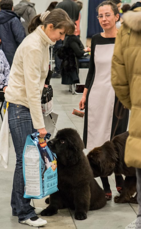 Фото: ньюфаундленд Chernaya Mafia Because I Am Worth It (Черная Мафия Бекаусе И Ам Вортх Ит)