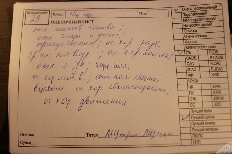 Фото: ньюфаундленд Terra Viktoriya Vodnaya Nimfa (Терра Виктория Водная Нимфа)