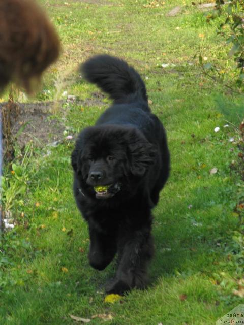 Фото: ньюфаундленд Fantasy (Фентази)