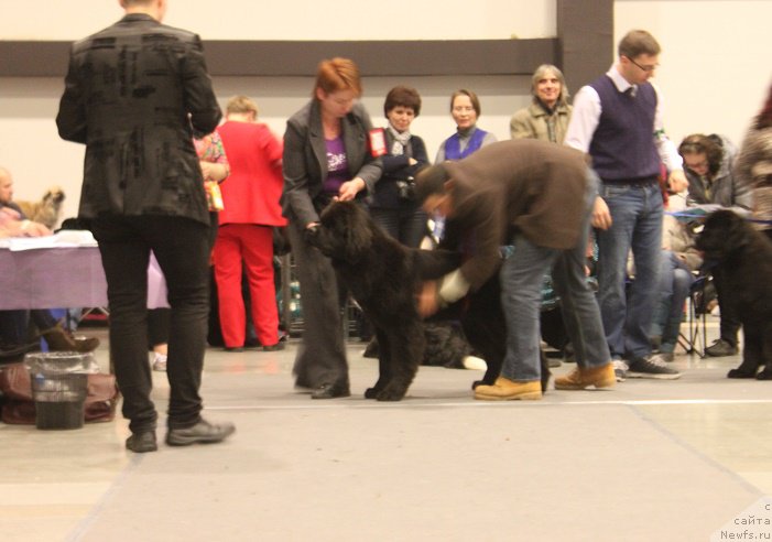 Фото: ньюфаундленд Zimushka Zima iz Unikalnoy Kollektsii (Зимушка Зима из Уникальной Коллекции)