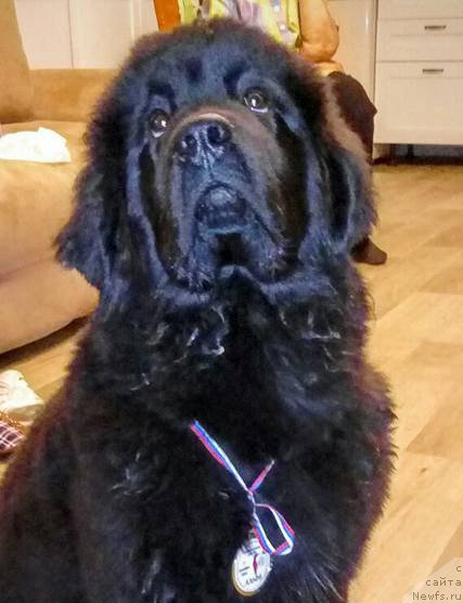 Фото: ньюфаундленд Cintiya iz Plemeni Kedra (Цинтия из Племени Кедра)