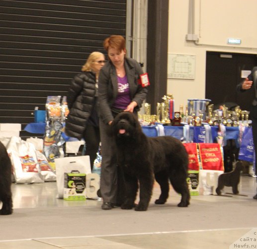 Фото: ньюфаундленд Zimushka Zima iz Unikalnoy Kollektsii (Зимушка Зима из Уникальной Коллекции)