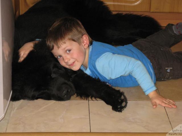 Фото: ньюфаундленд Fantasy (Фентази)