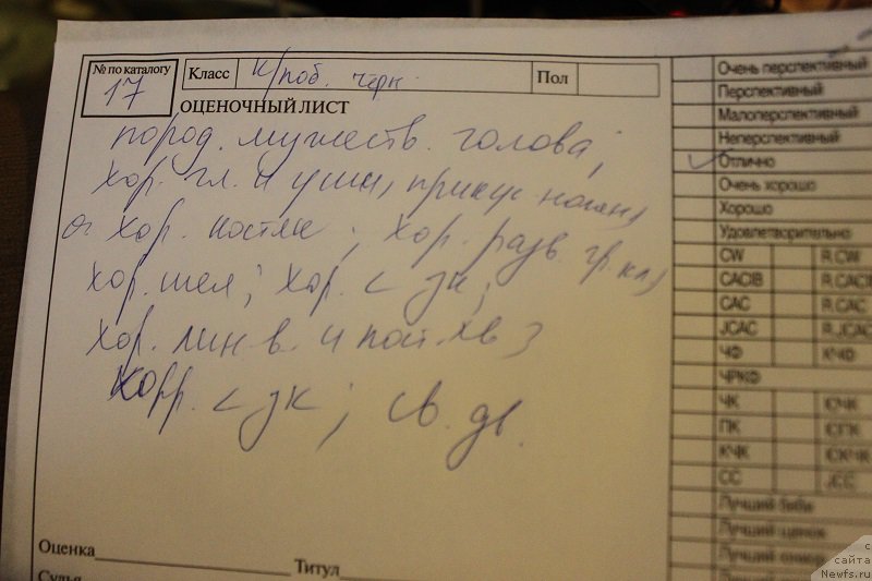 Фото: ньюфаундленд Markiz Maximilien de Mark (Маркиз Максимельен Де Марк)