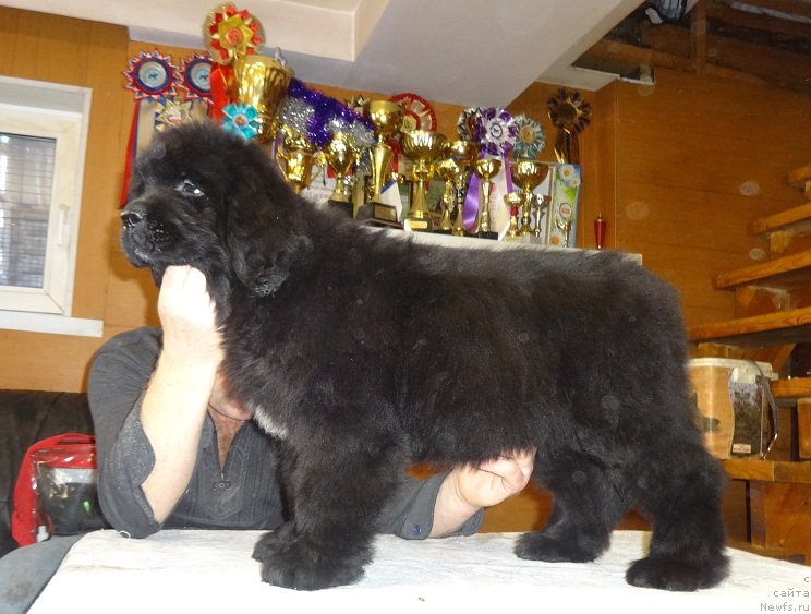 Фото: ньюфаундленд Njufort iz Peni Morskoy Afrodita (Ньюфорт из Пены Морской Афродита)