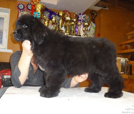 Фото: ньюфаундленд Njufort iz Peni Morskoy Afrodita (Ньюфорт из Пены Морской Афродита)