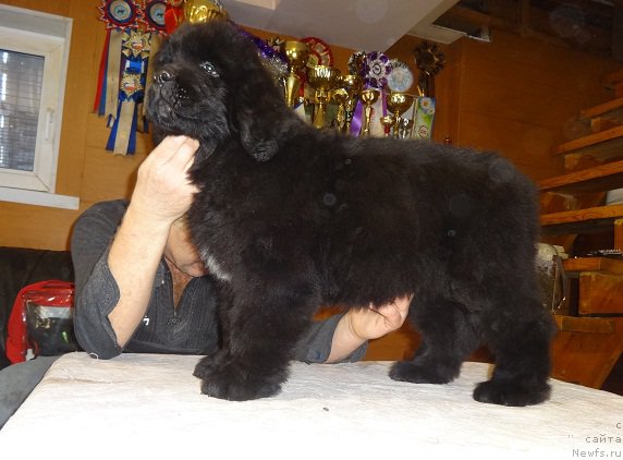 Фото: ньюфаундленд Njufort iz Peni Morskoy Afrodita (Ньюфорт из Пены Морской Афродита)