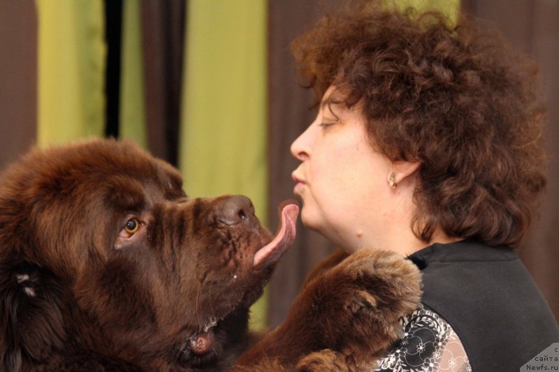 Фото: ньюфаундленд Charli The Best Helfi Pel (Чарли Де Бест Хелфи Пэл), Elena SHmeleva (Елена Шмелева)