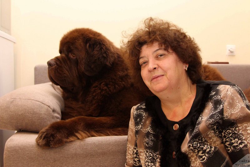 Фото: ньюфаундленд Charli The Best Helfi Pel (Чарли Де Бест Хелфи Пэл), Elena SHmeleva (Елена Шмелева)