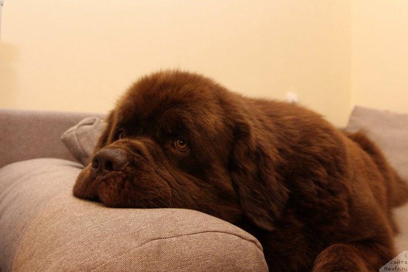 Фото: ньюфаундленд Charli The Best Helfi Pel (Чарли Де Бест Хелфи Пэл)