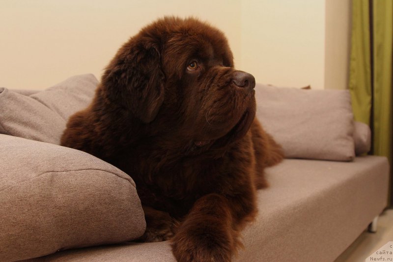 Фото: ньюфаундленд Charli The Best Helfi Pel (Чарли Де Бест Хелфи Пэл)