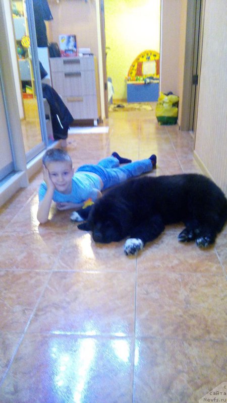 Фото: ньюфаундленд May Frend N'yufi L'YU Dez YEsperid (Май Френд Ньюфи Л'Ю Дез Эсперид)