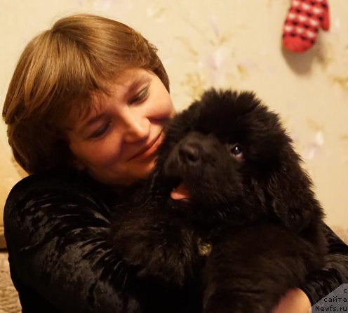 Фото: YUliya Burlak (Юлия Бурлак), ньюфаундленд Njufort Atlantida (Ньюфорт Атлантида)