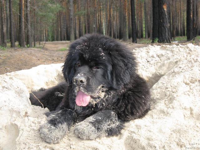 Фото: ньюфаундленд Fantasy (Фентази)