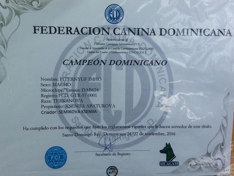 Фото: ньюфаундленд Piternyuf IMXO (Питерньюф ИМХО)