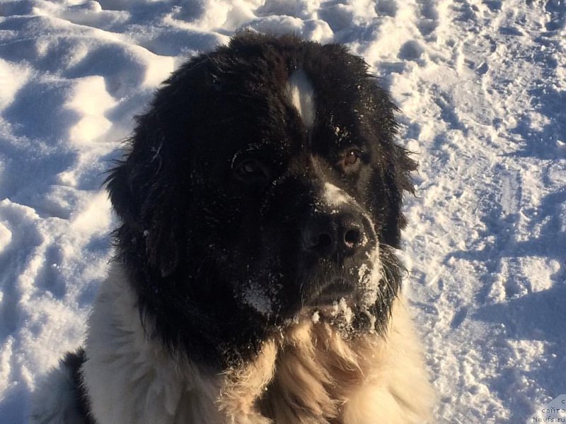 Фото: ньюфаундленд Bering ot Karel'skih Medvedey (Беринг от Карельских Медведей)