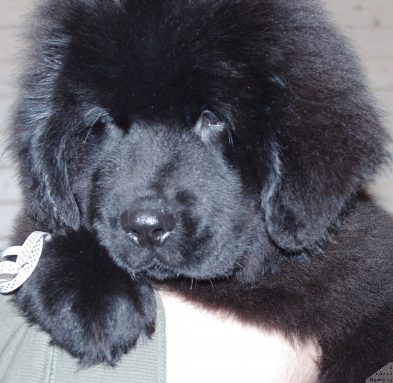 Фото: ньюфаундленд May Frend N'yufi Littl Lav (Май Френд Ньюфи Литтл Лав)