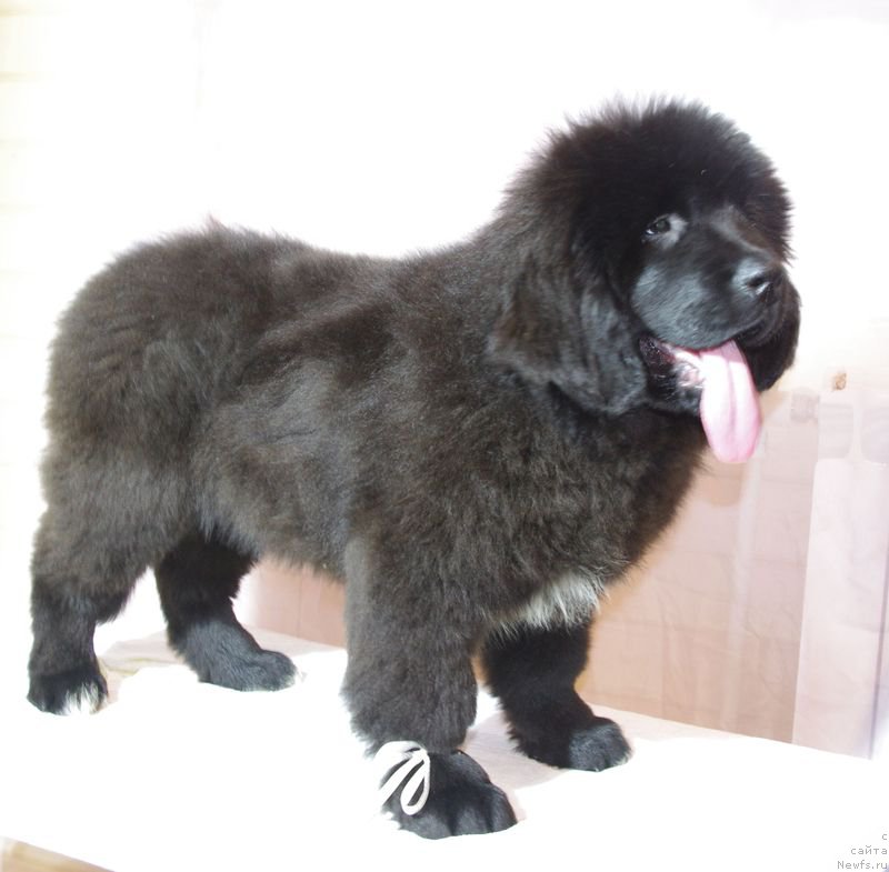 Фото: ньюфаундленд May Frend N'yufi Littl Lav (Май Френд Ньюфи Литтл Лав)