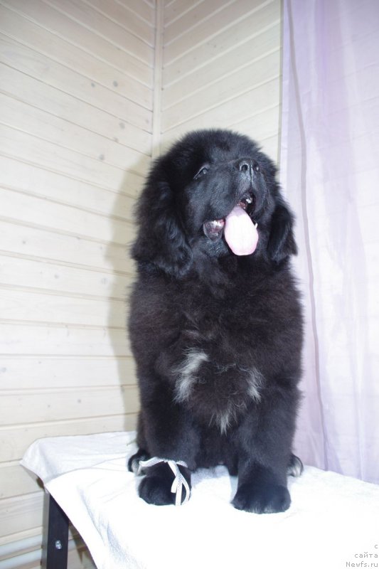 Фото: ньюфаундленд May Frend N'yufi Littl Lav (Май Френд Ньюфи Литтл Лав)