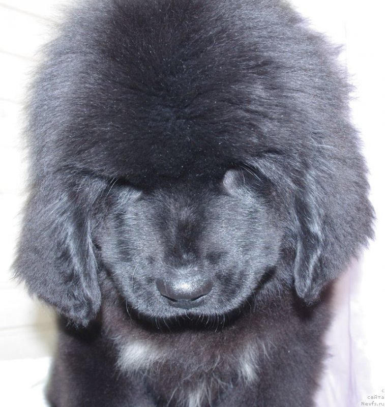 Фото: ньюфаундленд May Frend N'yufi Littl Lav (Май Френд Ньюфи Литтл Лав)